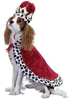 king dog.jpg king dog.jpg