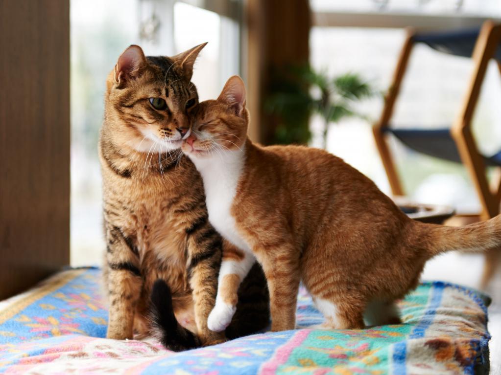 Как кошки общаются друг с другом? | Блог зоомагазина Бетховен