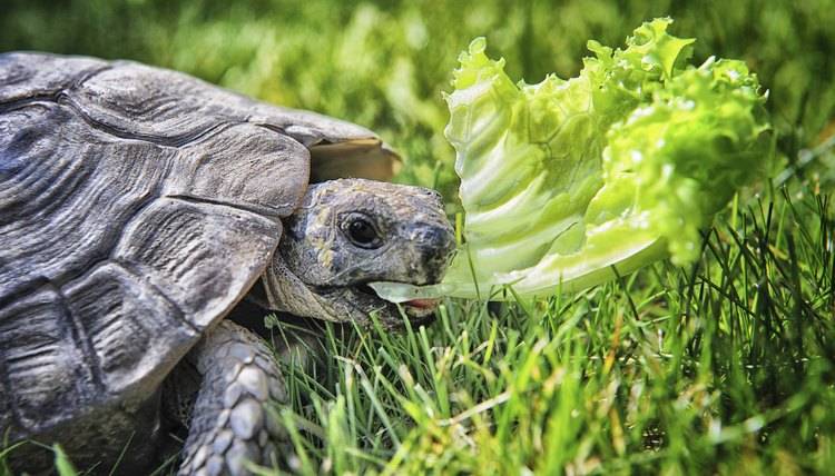 Чем и как кормить черепаху в домашних условиях