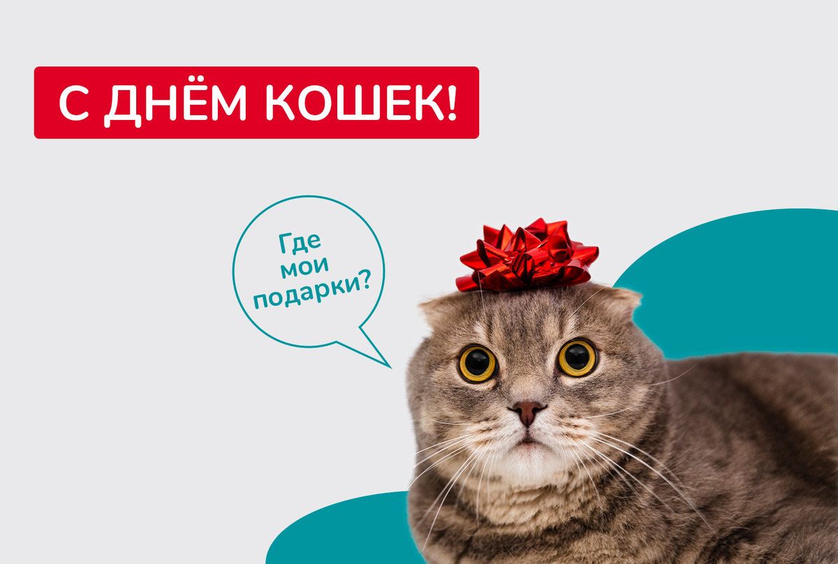 С Днем Кота Фото