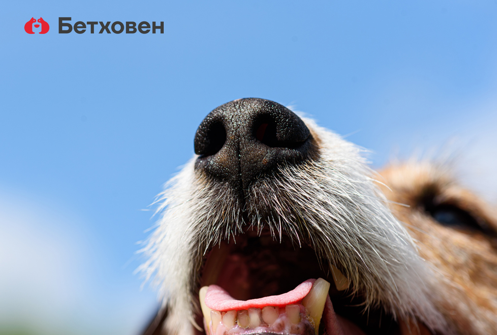 Пусть питомец дышит свободно
