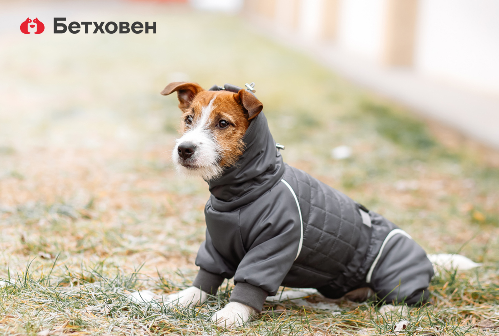Выбираем одежду для собак