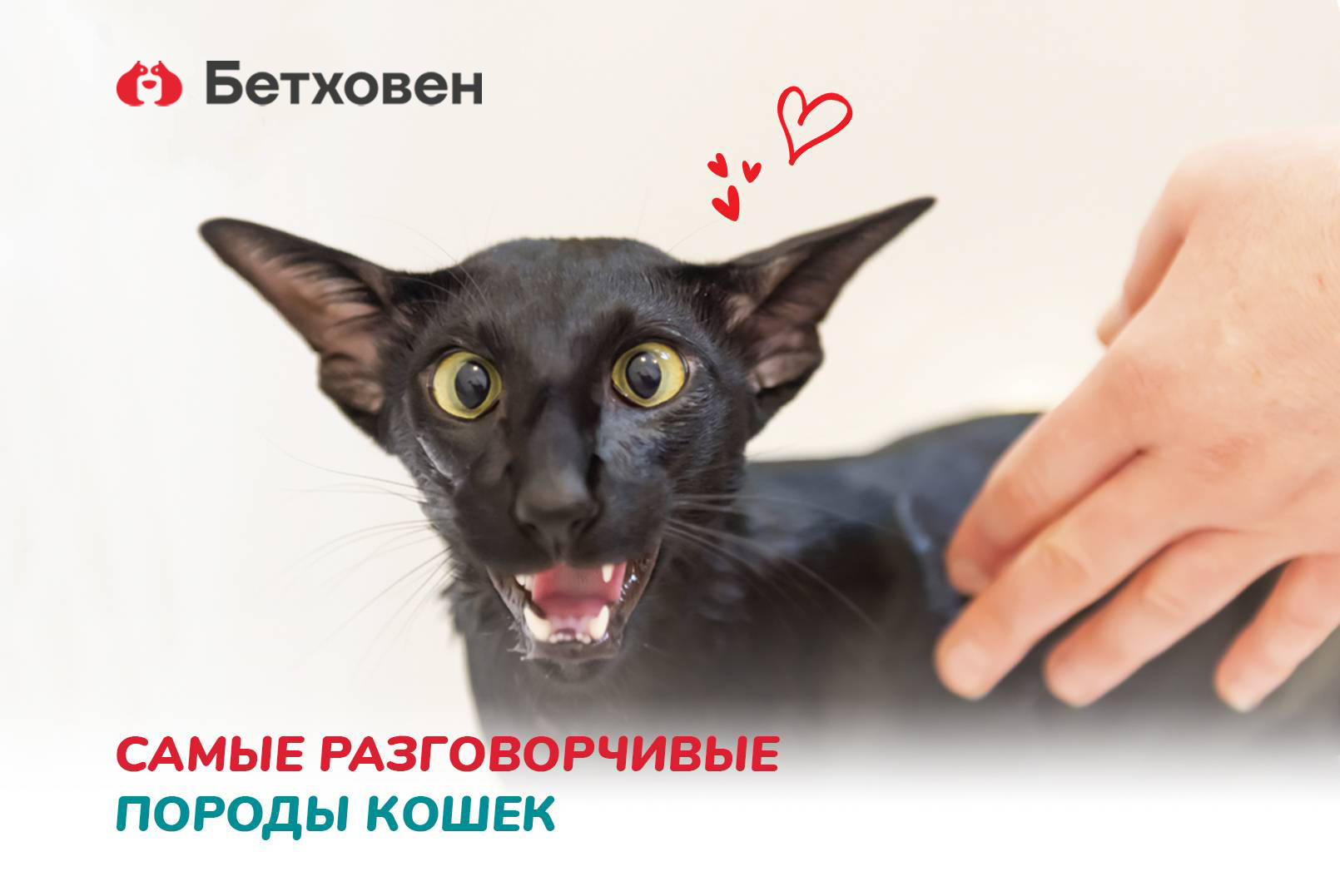 Самые разговорчивые породы кошек
