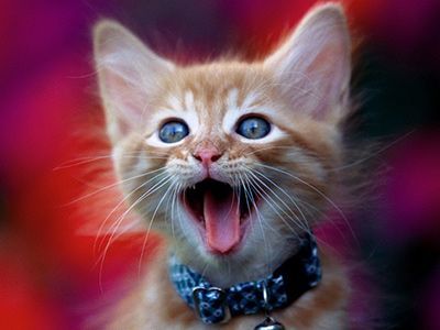 Какие звуки издают кошки и о чем они могут сказать? | Блог зоомагазина  Бетховен