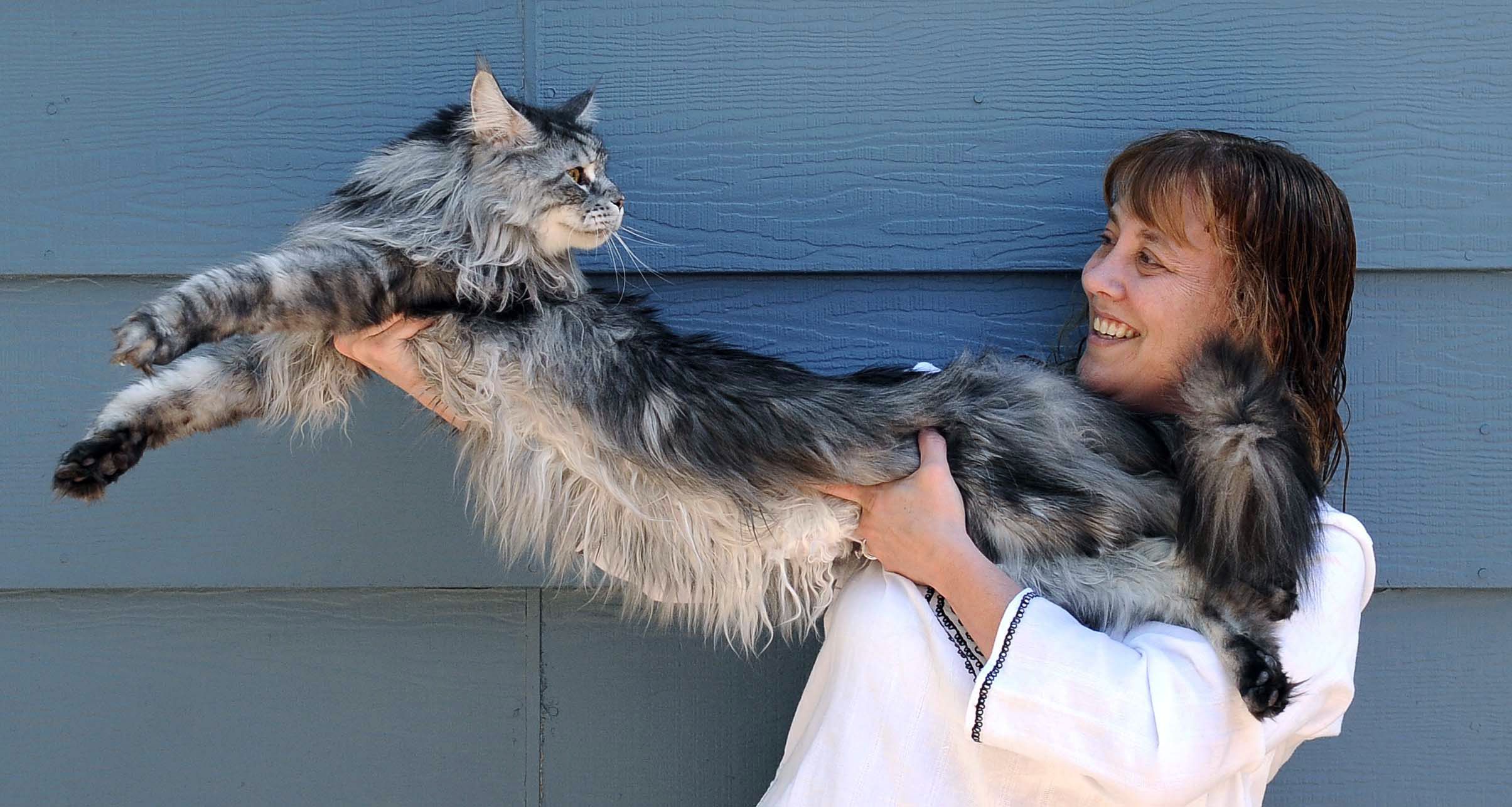 Топ-5 кошачьих рекордов Гиннесса| Блог зоомагазина Бетховен
