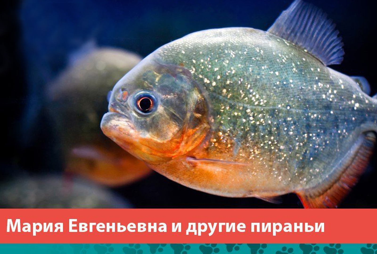 Мария Евгеньевна и другие пираньи