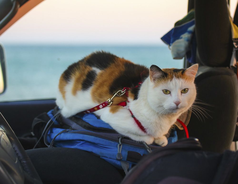 Правила путешествия с кошкой или котом. Планирование отпуска с домашним  питомцем - Зоомагазин Бетховен