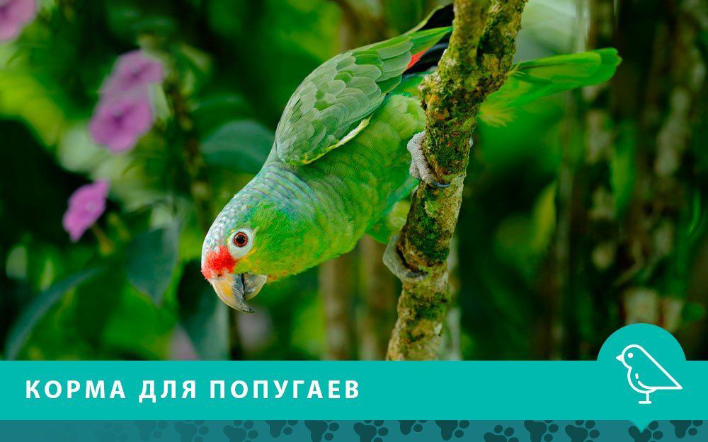 Корма для попугаев