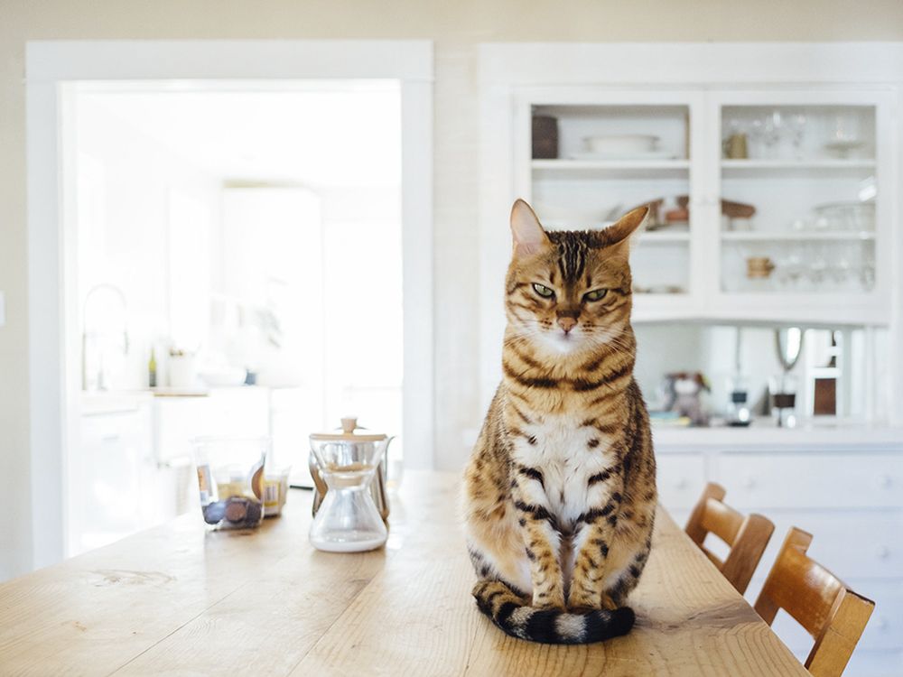 Что делать если кошка лазает на стол