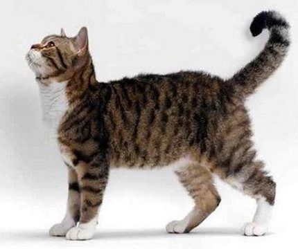 Американская жесткошерстная кошка: домашние животные