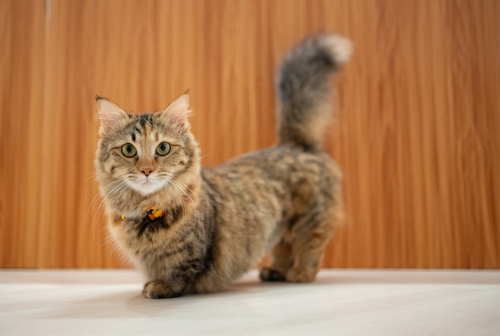 Манчкин (Кошка-такса)