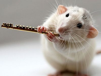 Декоративные крысы: виды, внешний вид, особенности содержания.