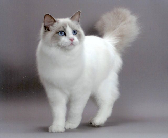 Кошка рэгдолл: описание и характер породы
