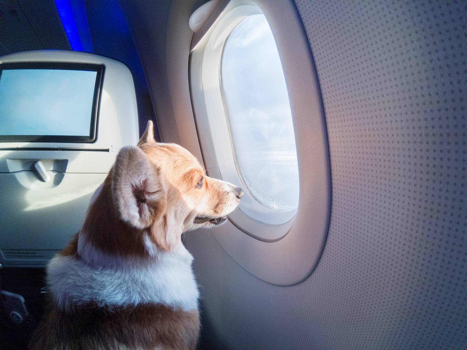 Как перевозить собаку или кошку в самолете – нюансы и правила