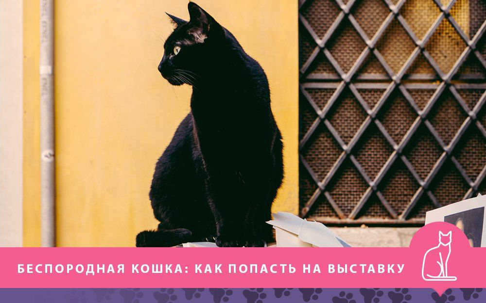 Выставка кошек 