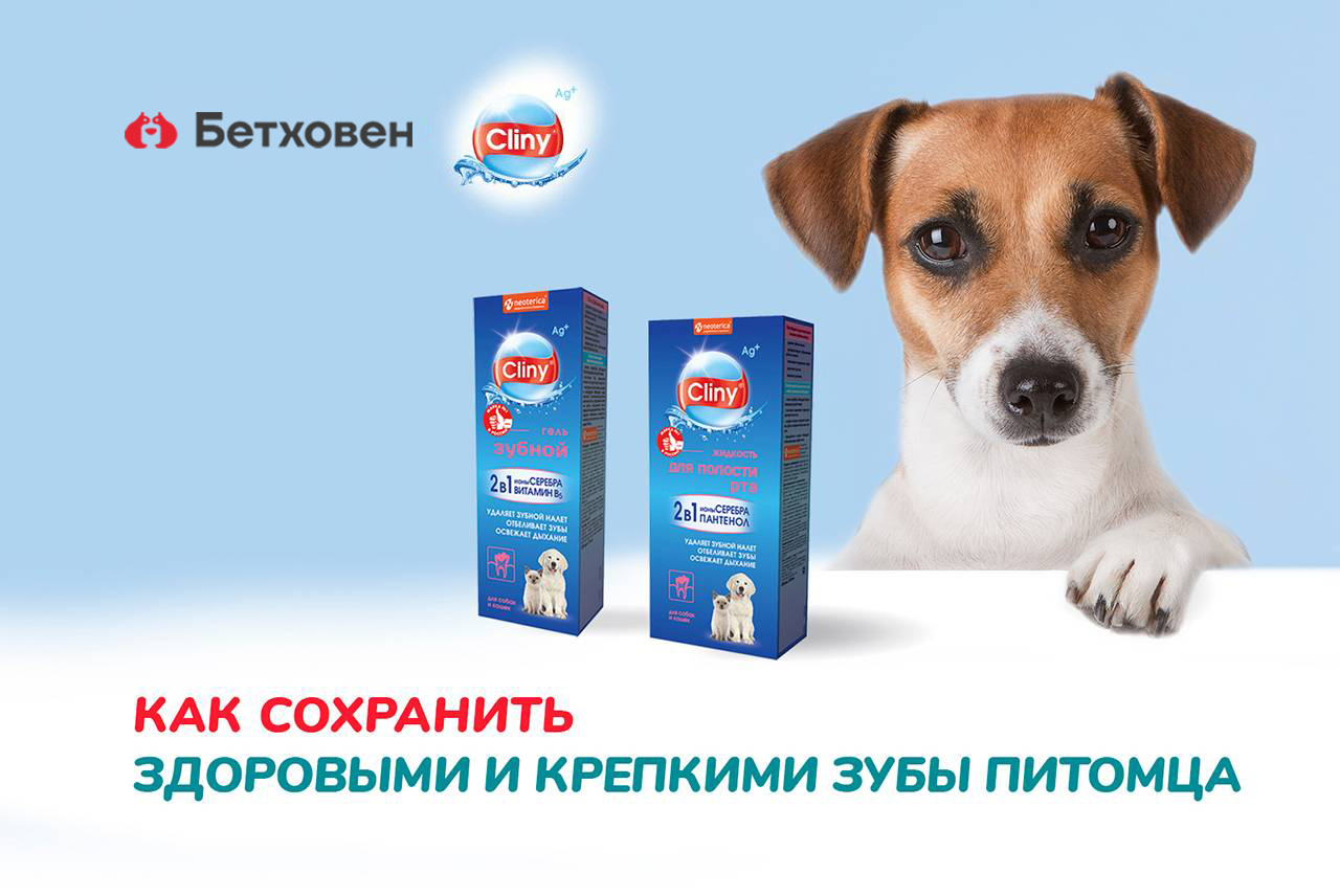 Как сохранить здоровыми и крепкими зубы питомца?