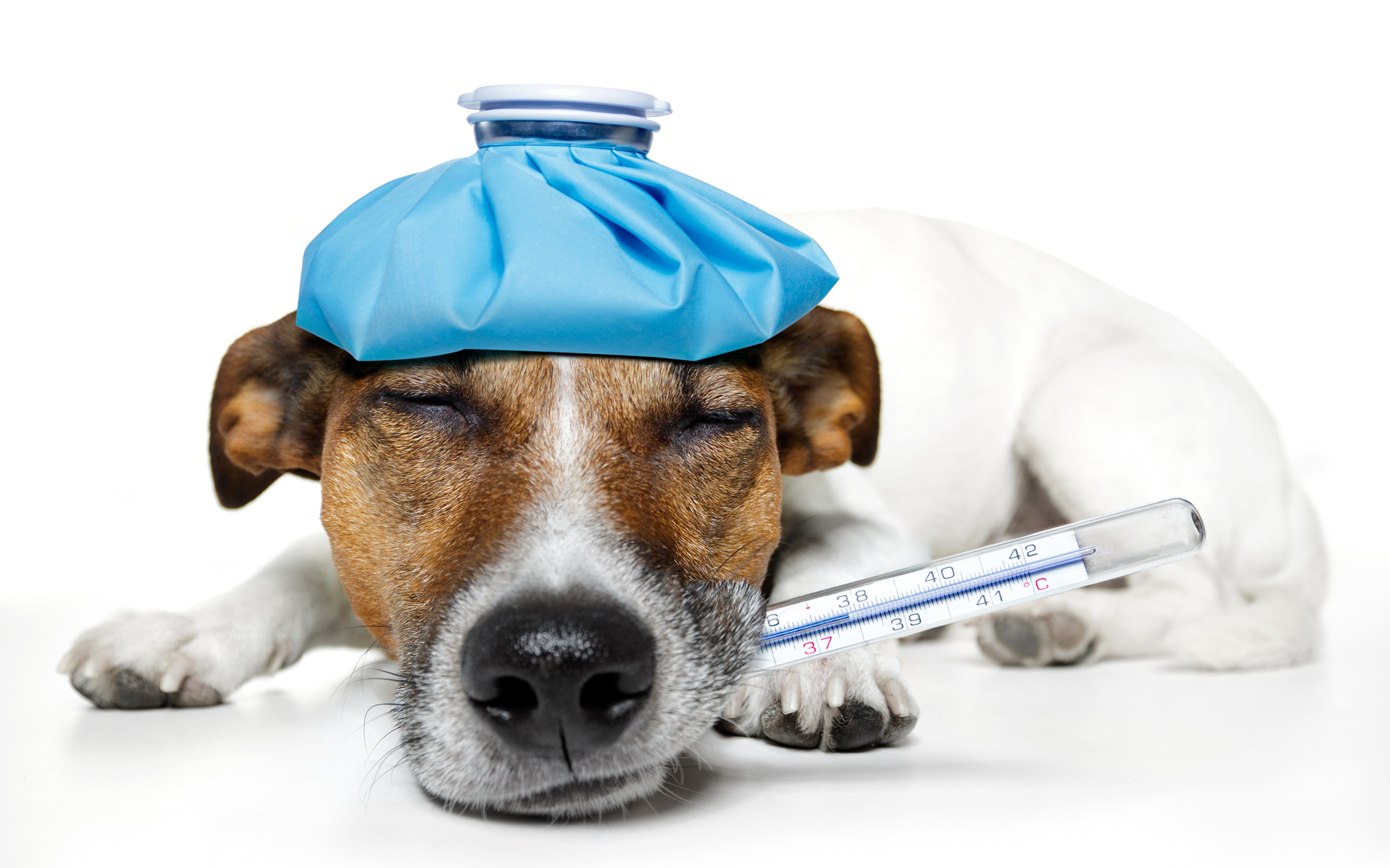 Как измерить температуру собаке в домашних условиях