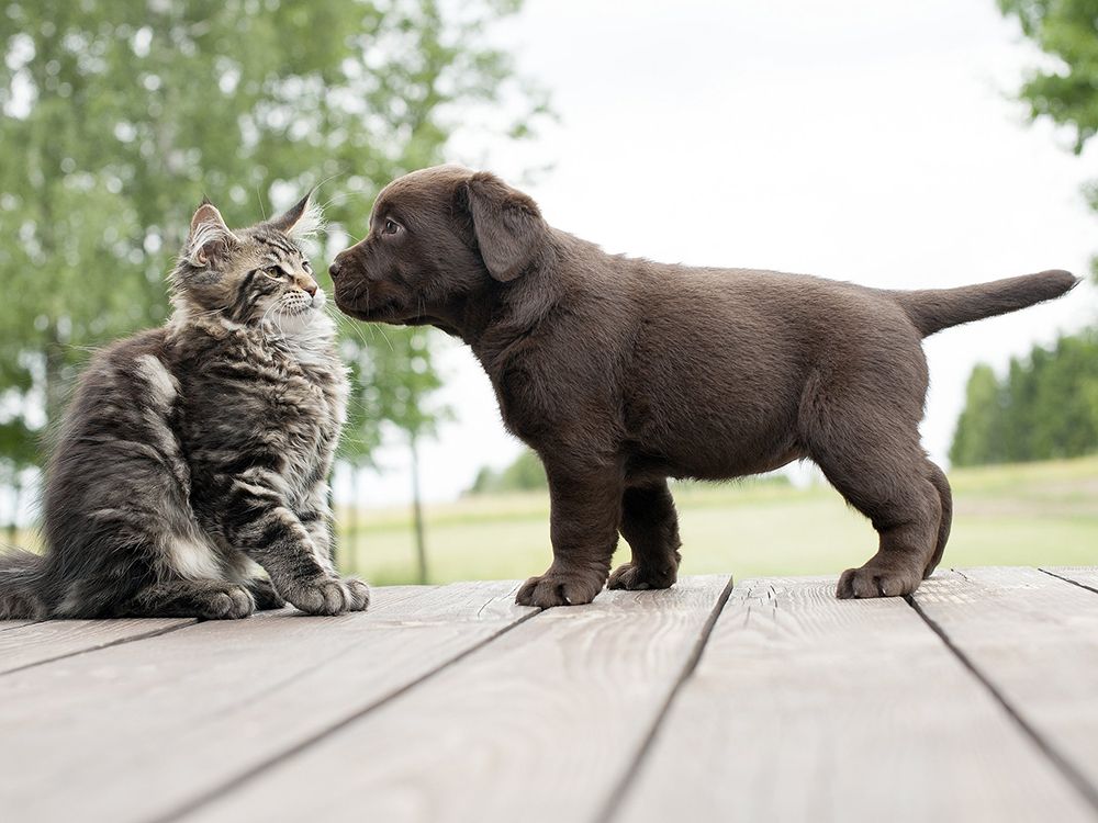 как подружить кота и щенка