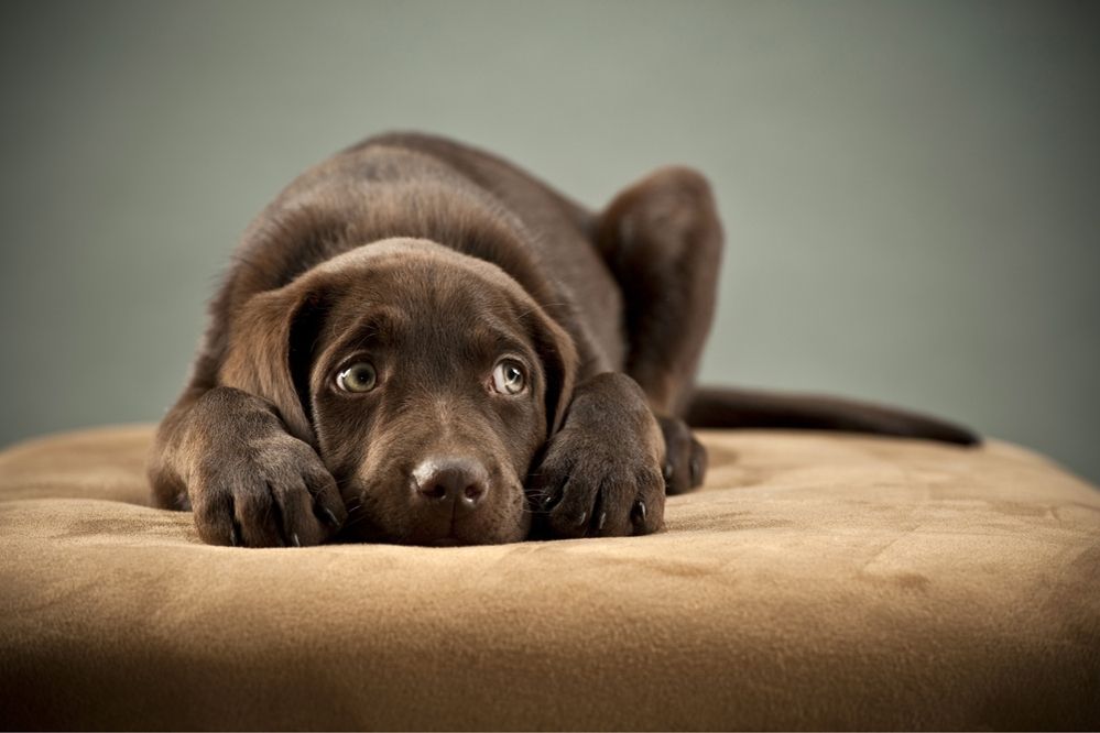 Стресс у собак: причины, симптоматика, лечение Информация и советы для заботливых хозяев [Собаки Dogs]