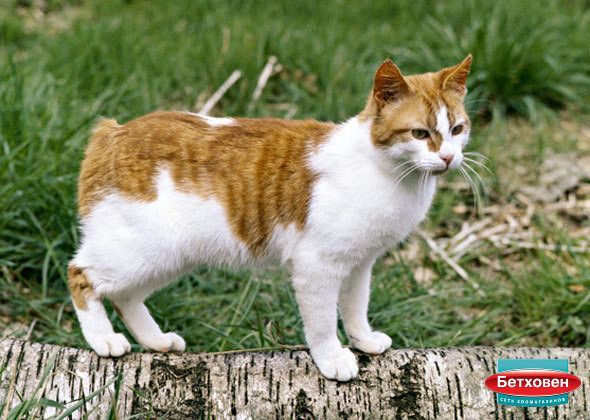 Мэнская кошка – бесхвостая уроженка острова Мэн | Новости о домашних животных