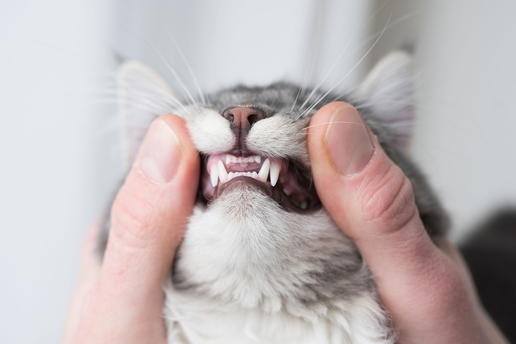 Влияние питания на состояние зубов кошки