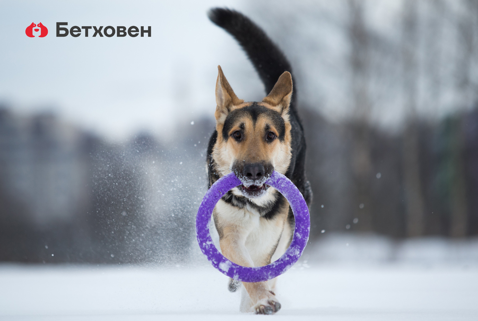 Дрессировка - залог спокойствия! 