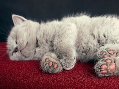У кошки потеют только подушечки лап