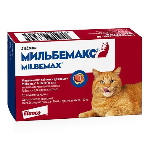 Цестоды У Кошек Фото Цестоды У Кошек Фото