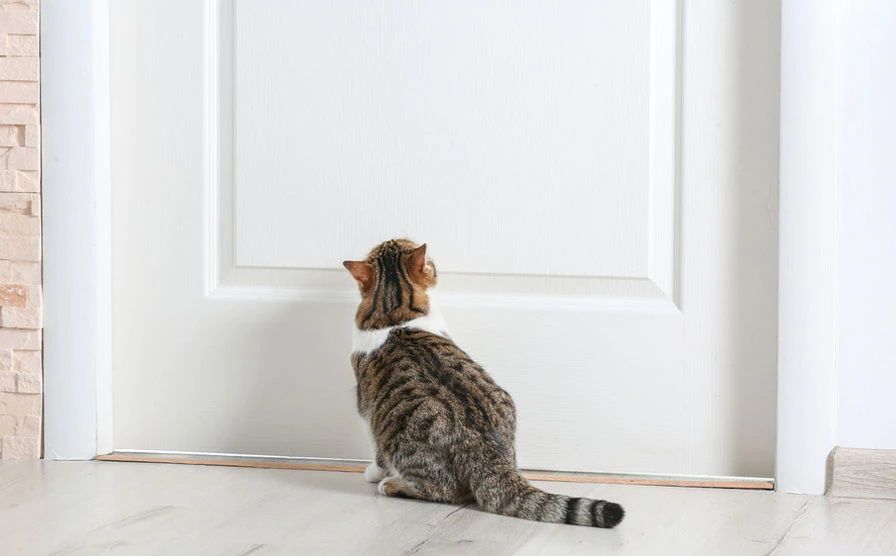 Почему кошки не любят закрытые двери? С какими факторами связано неприятие  котами замкнутого пространства? - статья зоомагазина Бетховен