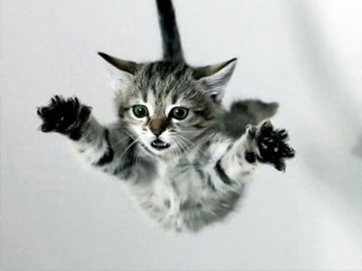 Почему кошка всегда приземляется на лапы? | Блог зоомагазина Бетховен