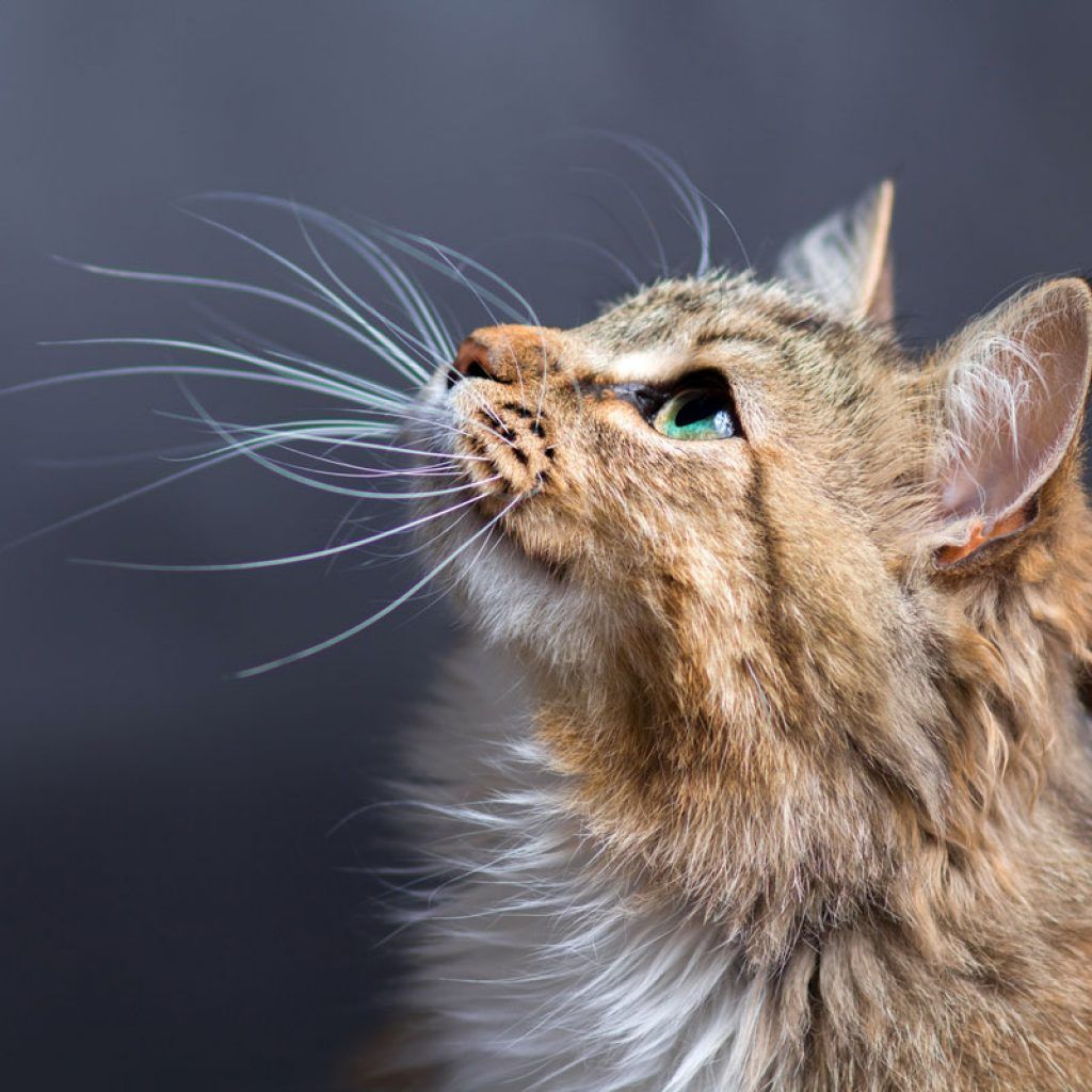 Зачем нужны кошкам и котам усы? | Блог зоомагазина Бетховен