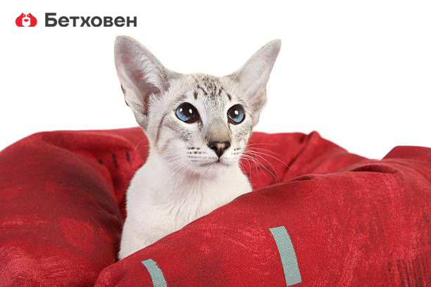 Любопытные факты о любопытных кошках
