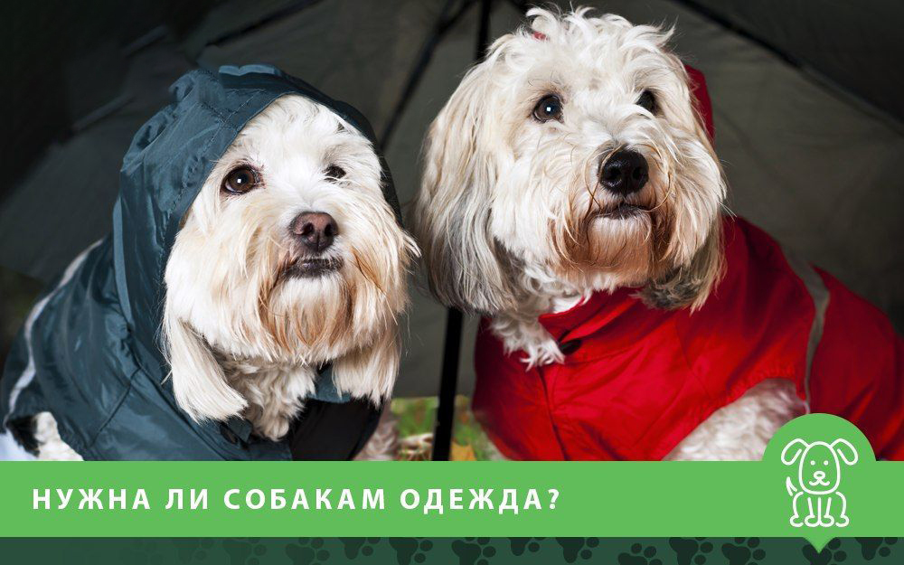 Нужна ли собакам одежда?