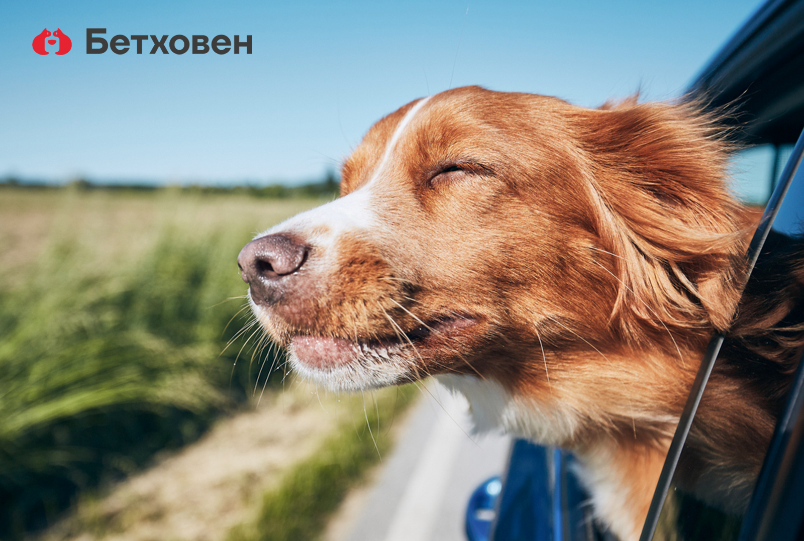 Путешествуем вместе с собакой
