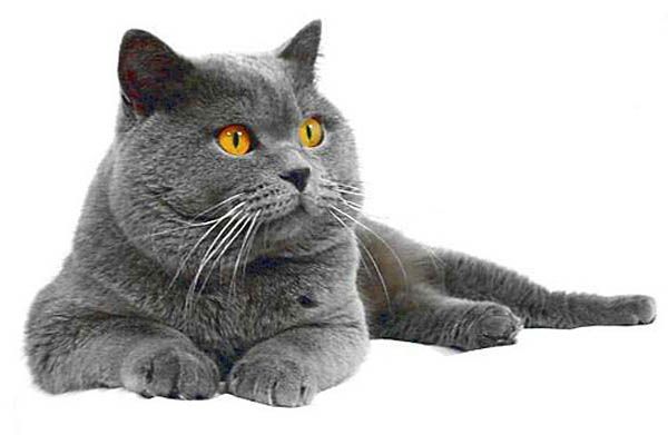 Британская короткошерстная кошка: домашние животные
