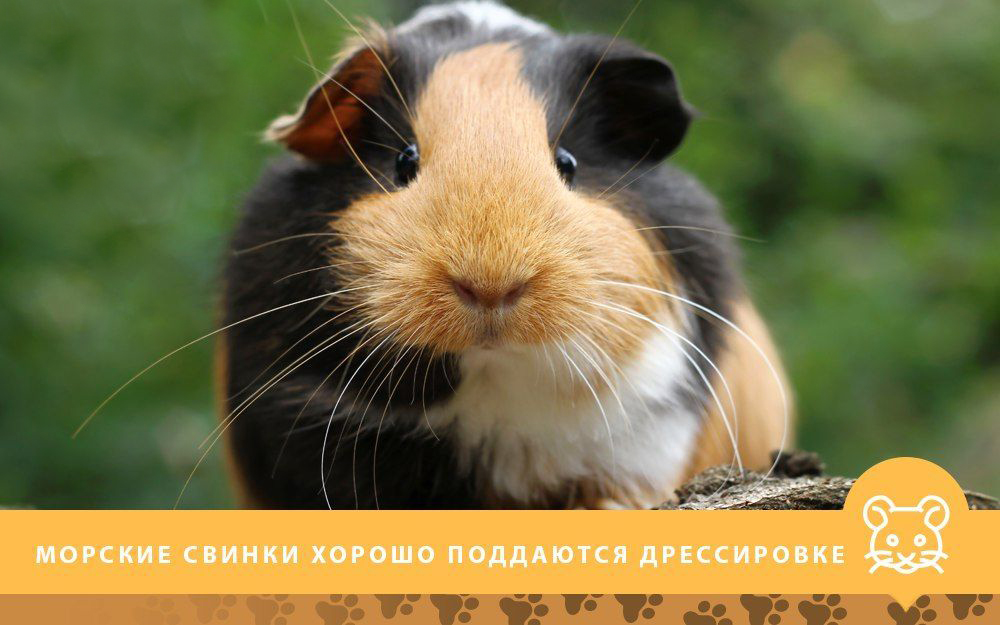 Морские свинки хорошо поддаются дрессировке