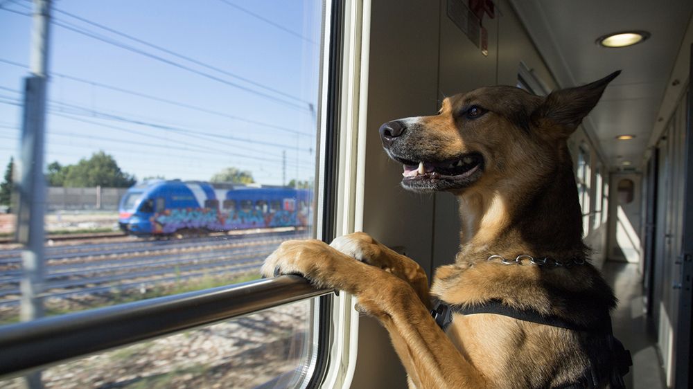 как с собакой ехать в поезде дальнего следования