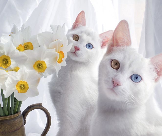 У кошки закисают глаза: причины, симптомы, лечение