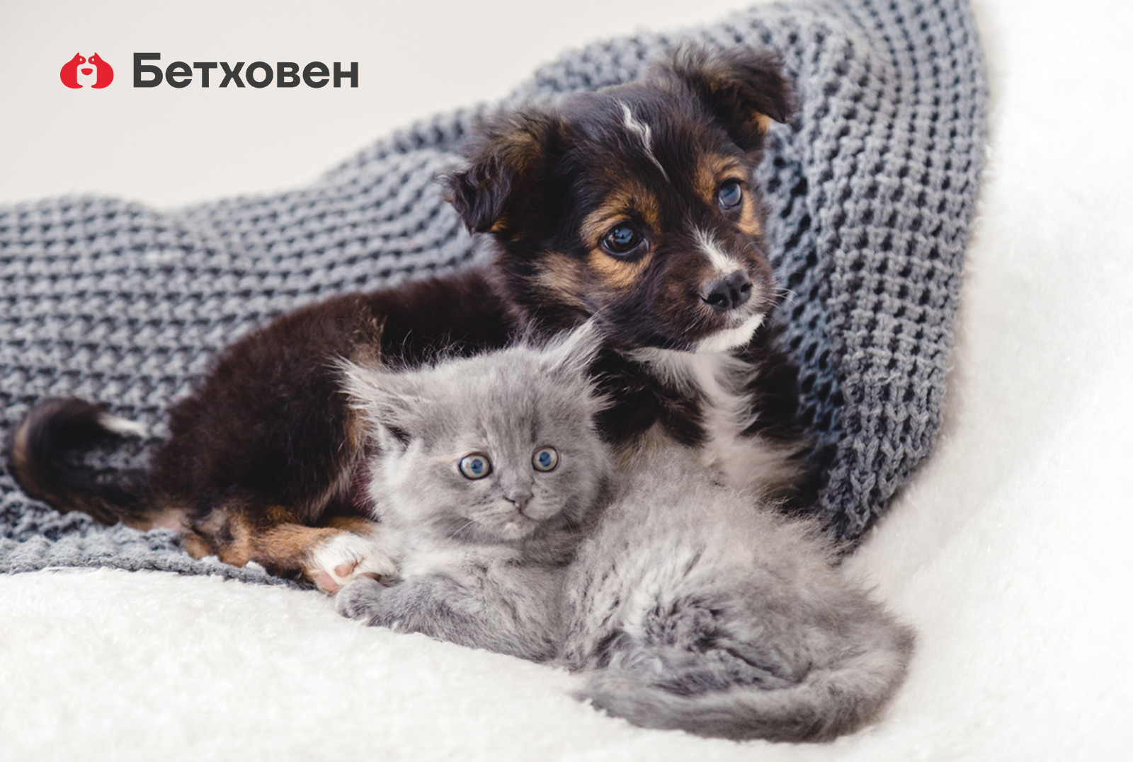  Мастер-классы: здоровье котенка и щенка