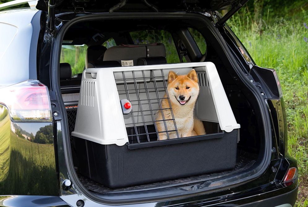 как правильно перевозить собаку в машине