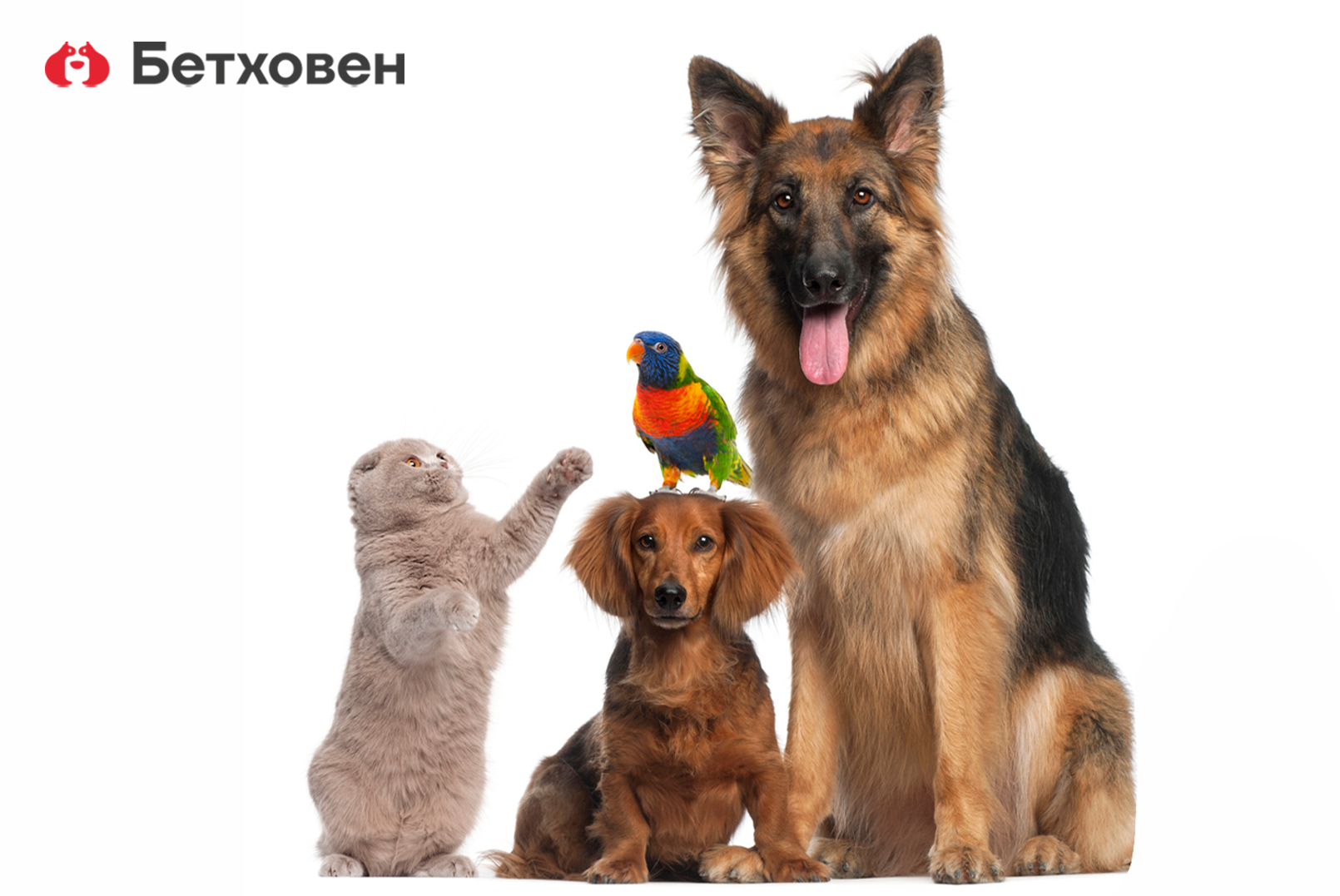 Невероятные факты о домашних питомцах