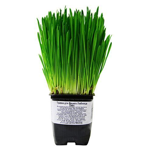 Лакомство Трава для кошек Овсяница луговая в горшочке