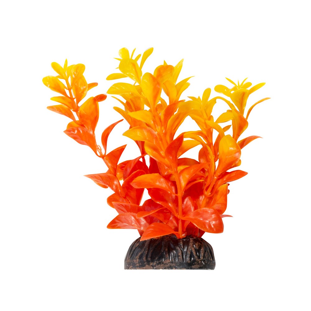 Растение Laguna Aqua Людвигия ярко-оранжевая, 100мм цена и фото