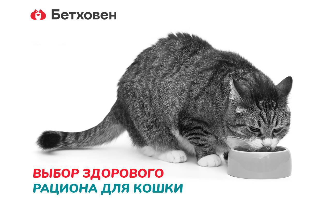 Выбор здорового рациона для кошки