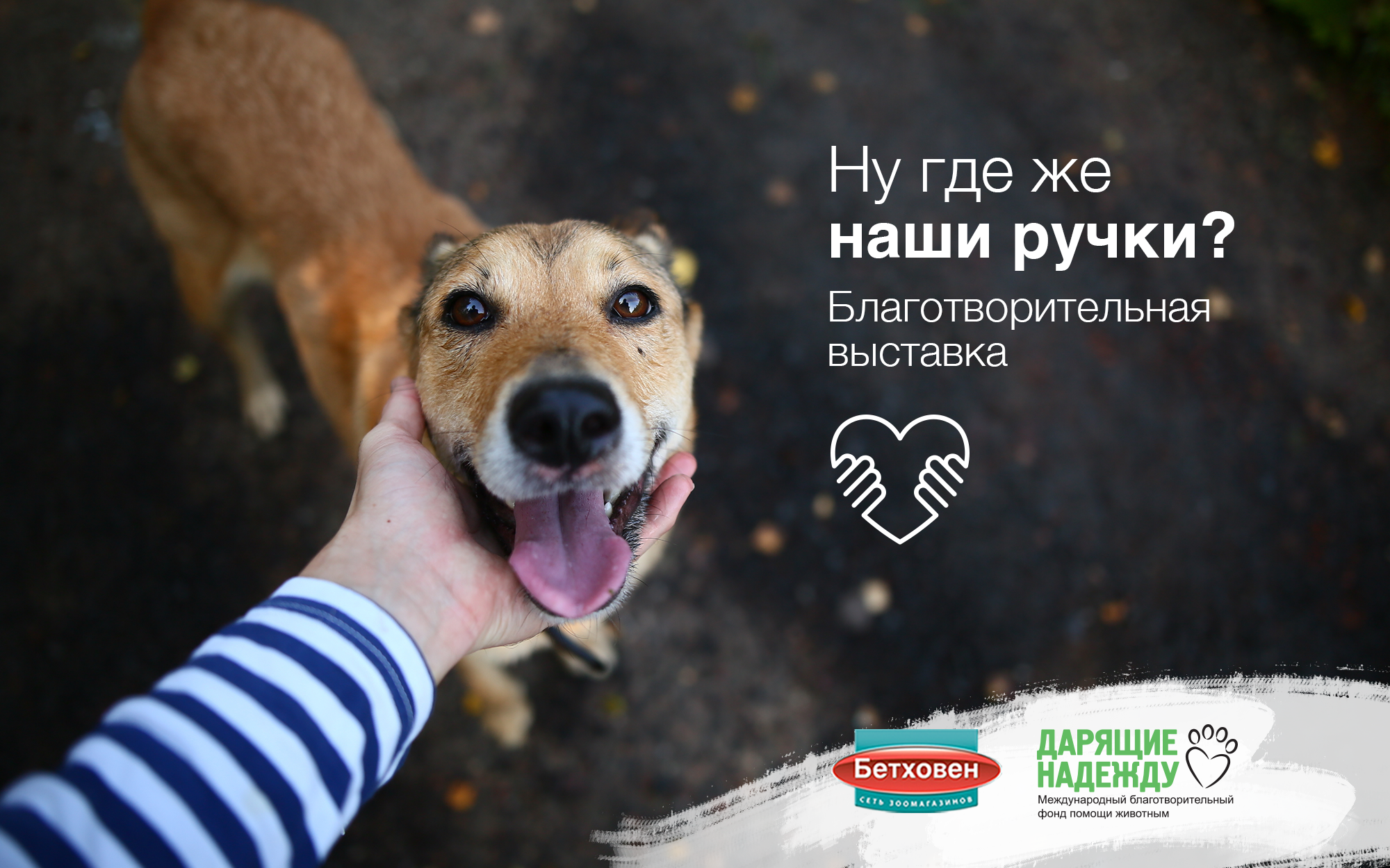 Благотворительная акция "Помоги бездомным животным"