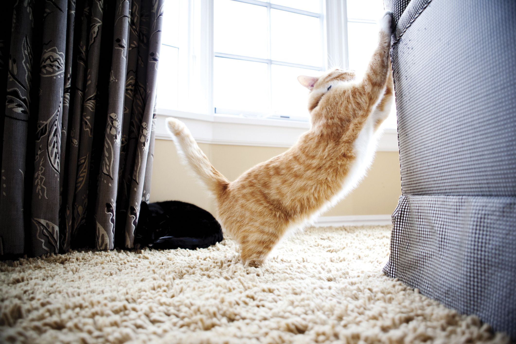 Коты портят. Кот дерет мебель. Кот царапает. Кот царапает мебель. Кошка царапает диван.