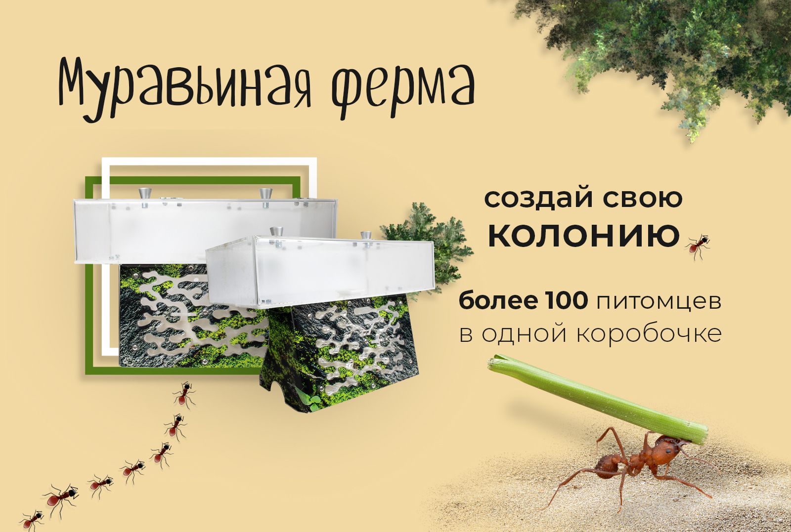 Муравьиная ферма  - когда нельзя, но очень хочется!