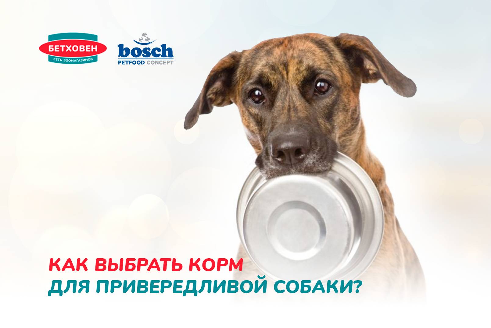 Как выбрать корм для привередливой собаки?