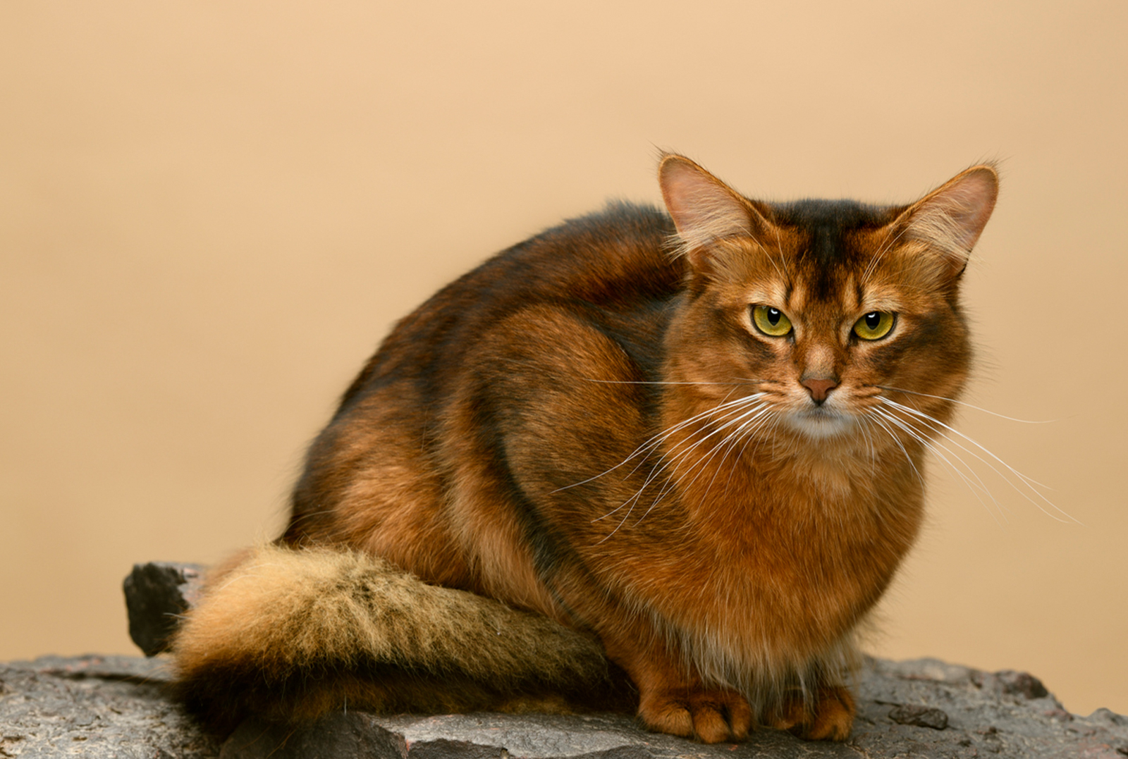 Сомалийская кошка