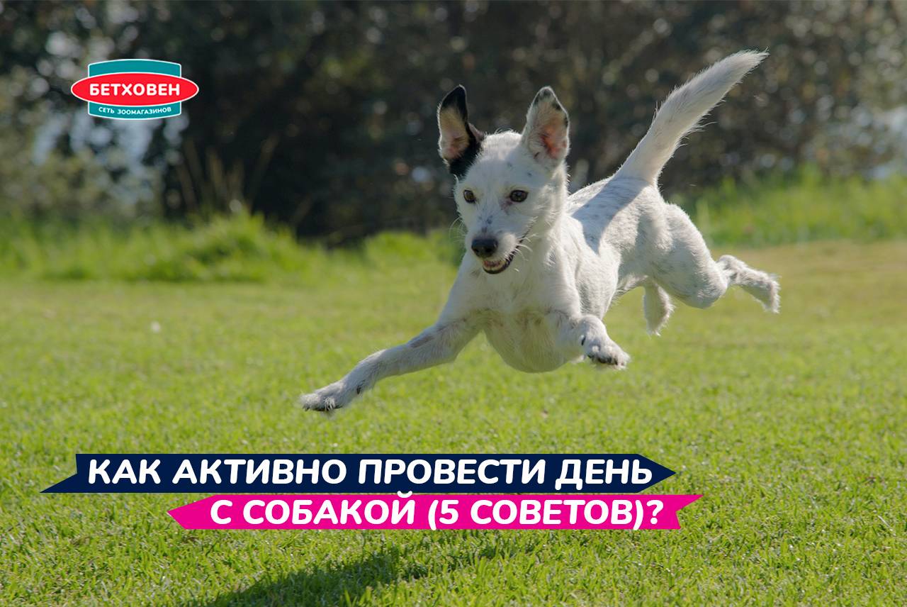 Как активно провести день с собакой (5 советов)?